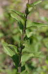 Starry rosinweed